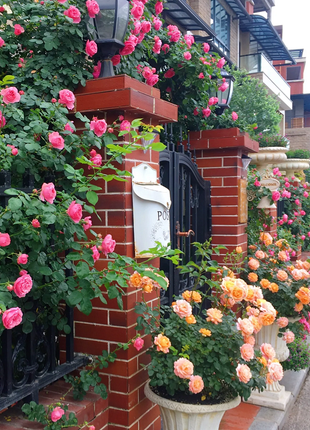 Garden Climbing Rose Flower Seeds