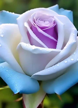 Icy Rose "Frost Queen"