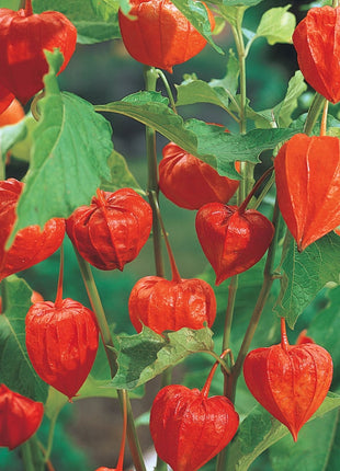 🍒Golden Berry Seeds Lantern Fruit Seeds—Golden Fruit