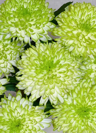 Anna Chrysanthemum Seeds
