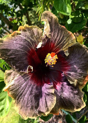 50PCS Rare Black Pink Purple Hibiscus Seeds"Black Rainbow"