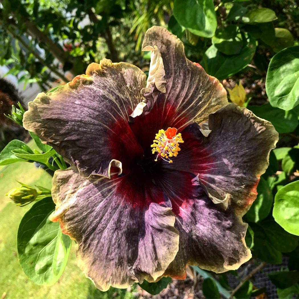 Rare Blue & White Hibiscus Seeds