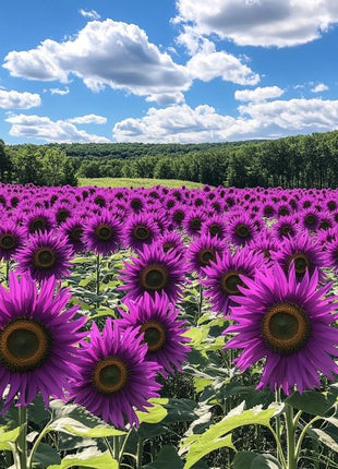 Purple Sunflower Field 'Violet Glow'
