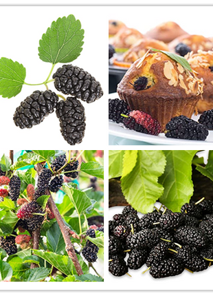 Stratified Raspberry Fruit Seeds