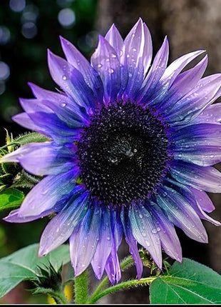 Sunflower Seeds for Planting Rare Multi Color Garden Seeds Sunflowers