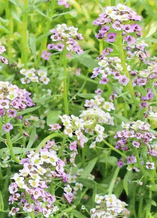 50Pcs Alyssum Seeds, Pastel Carpet