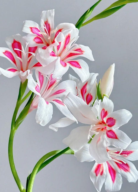 Cat's Claw Gladiolus 🩷 pink and cute