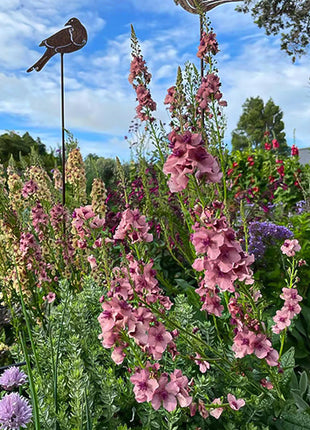Verbascum Southern Charm Mixed