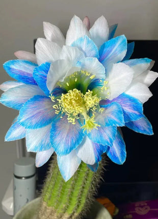 Flowering Echinopsis Cactus Species Mix🌵🌸