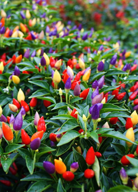 Chinese Five-Color Pepper Ornamental Pepper