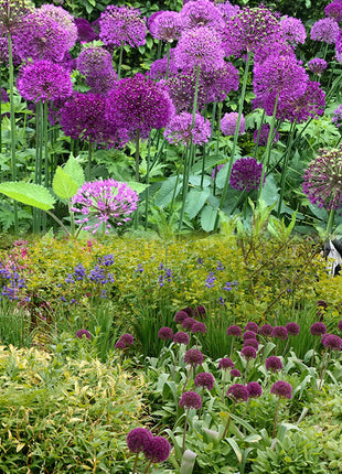 Giant Allium Giganteum Ornamental Onion Flower