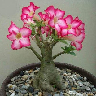 2Pcs Rainbow Desert Rose Seeds