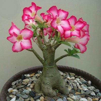 2Pcs Rainbow Desert Rose Seeds