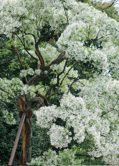White Fringe Tree-April Snow