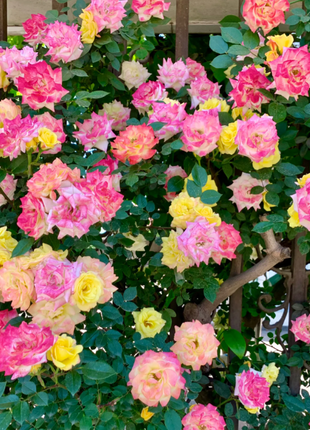 Climbing Rainbow Rose Seeds