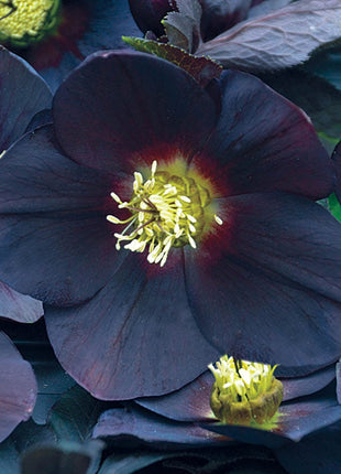 Honeymoon Hellebore Collection