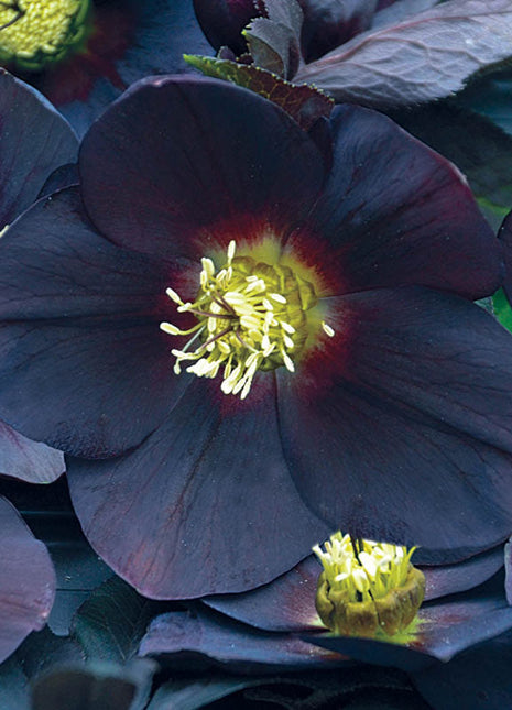 Honeymoon Hellebore Collection
