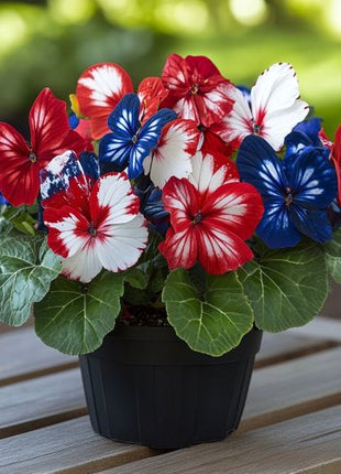 Patriotic Butterfly Begonia