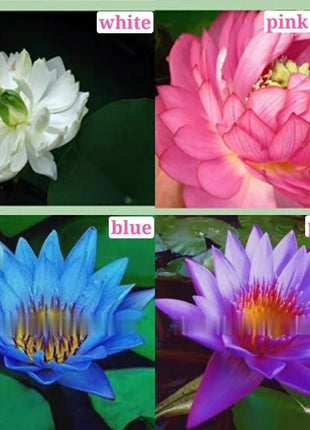 The Sacred Bonsai Lotus Flower