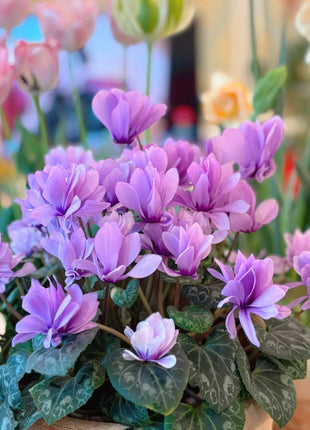 Cyclamen Flower Seeds