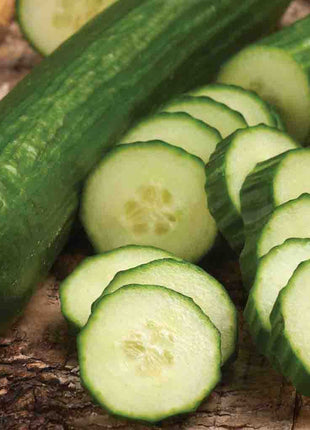 Cucumber Burpless 26 F1