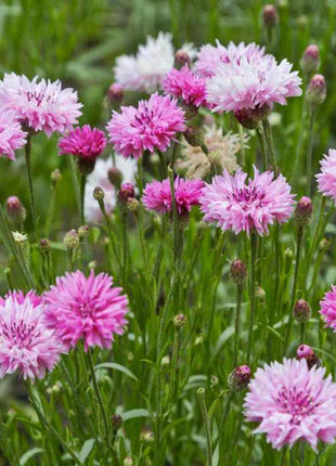 Cornflower Mixed Seeds