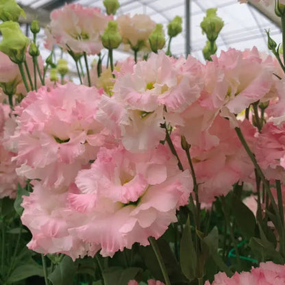 🌺Lisianthus – Sincere Love