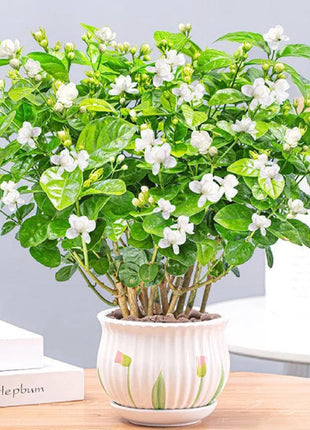 Double Jasmine Seeds