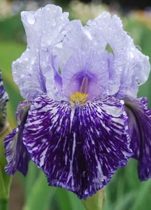 Iris germanica 'Millennium Falcon'