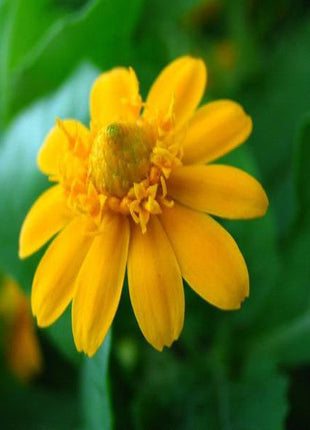 Melampodium paludosum Seeds, Original Package 20pcs Garden bonsai Flower seeds, high temperature resistance