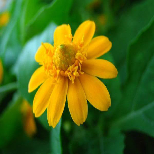 Melampodium paludosum Seeds, Original Package 20pcs Garden bonsai Flower seeds, high temperature resistance