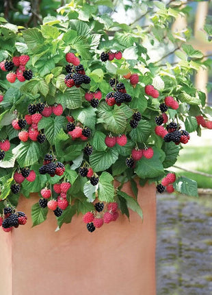 Giant Raspberry Seeds -92% Germination🌱