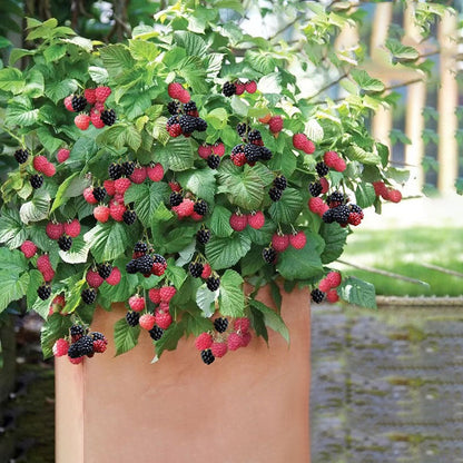 Giant Raspberry Seeds -92% Germination🌱