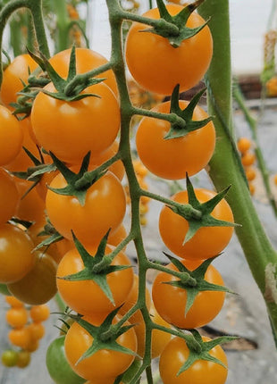 Patio Choice Yellow Cherry Tomato Seeds