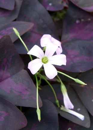 Charming Butterfly Plant (Oxalis triangularis)
