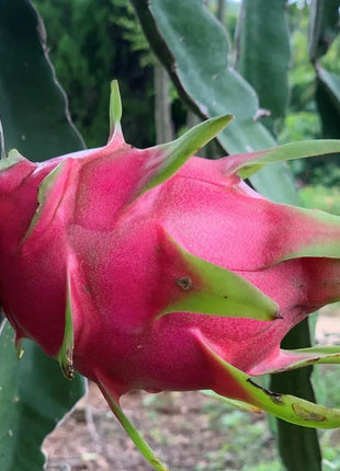 Multi-colored Dragon Fruit Seeds