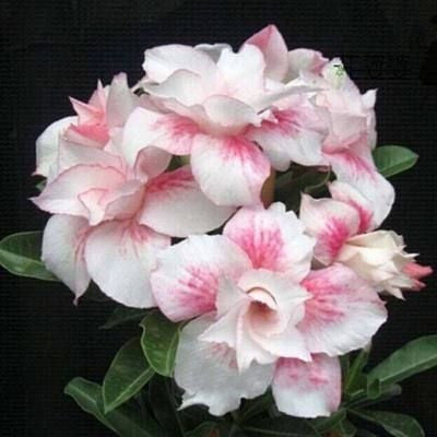 2 Pcs Rainbow Desert Rose Seeds