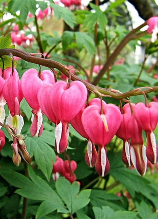 Ocean Bleeding Heart Seeds ~ Dicentra Spectabilis ~ Gifts ~ Grow Your Own ~ Spring Flowers