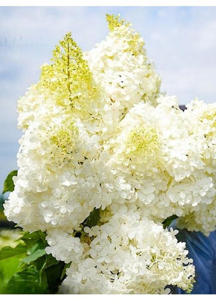 Premium White Hydrangea Seeds - 200+ Seeds Per Pack for Gorgeous Garden Blooms