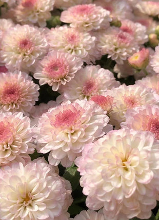🌸Candy Chrysanthemum Seeds