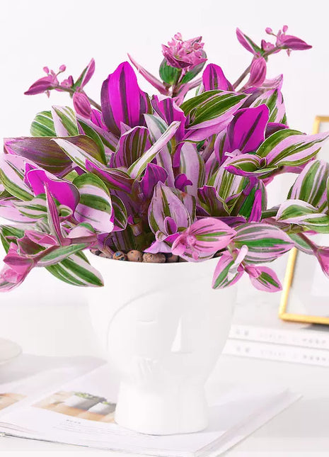 Oil Painting Spider Plant Seeds