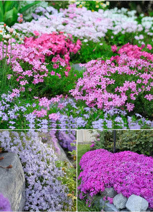 💐Vibrant Tapestry of Color ✨Creeping Phlox Seeds, Shibazakura Seeds
