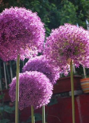 Giant Allium Giganteum Ornamental Onion Flower