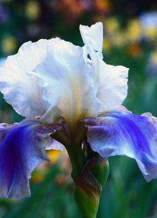 Reblooming Bearded Iris Collection