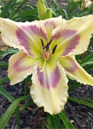 Daylily Hybrid Flowers Seeds, Hemerocallis Hybrid, 20pcs/pack