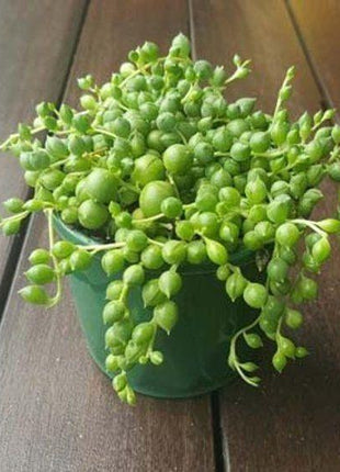 Pearl Chlorophytum Seeds