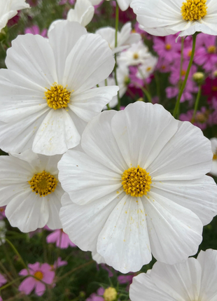 🌺Cosmos - Blooming Means Happiness And Luck