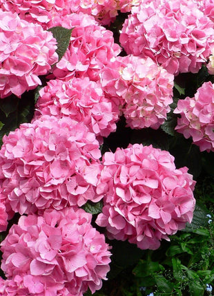 20 pcs/Pack Hydrangea Seed Bonsai Flower Seeds Hydrangea Perennial Garden Home