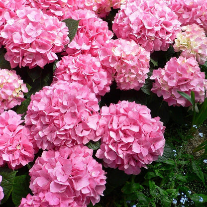Hydrangea Seed: Unlock Nature's Beauty
