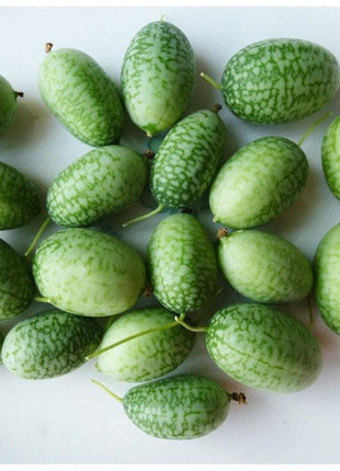 RARE SEEDS THUMB WATERMELON SEEDS